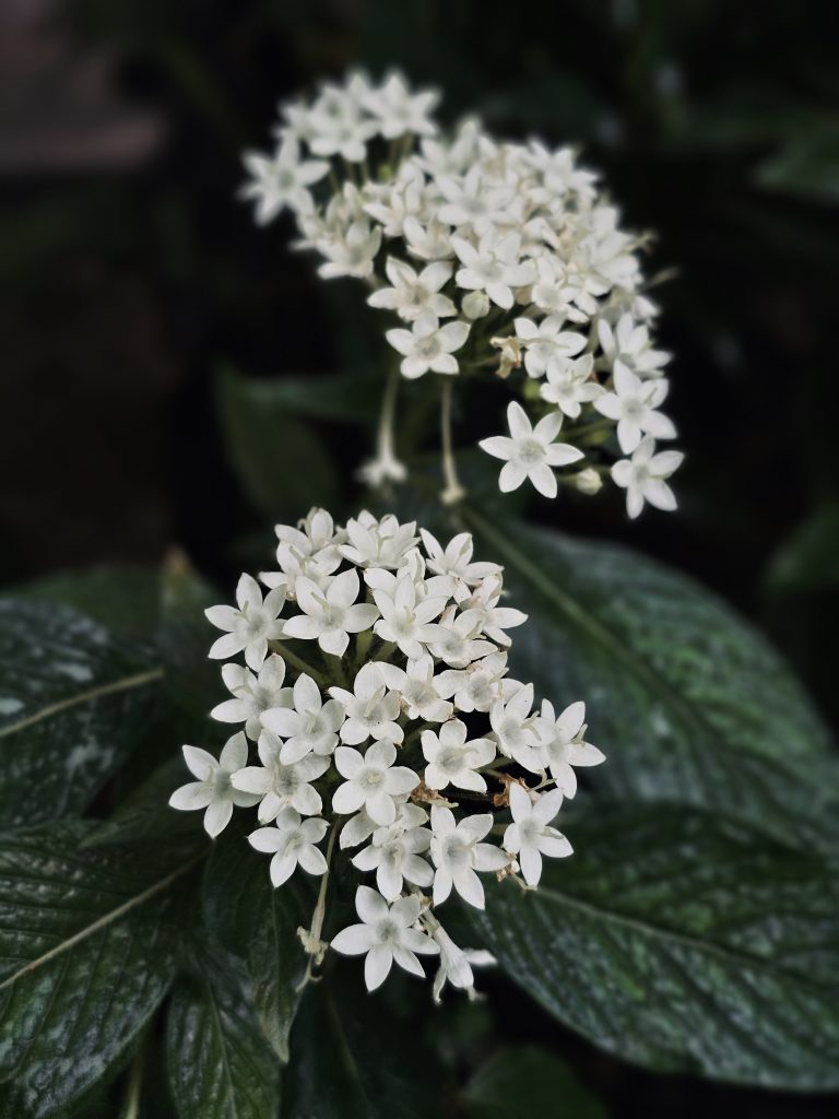 Clusters of delicate white star-shaped flowers (Butterfly White Pentas, aka Egyptian Starcluster) contrast beautifully with dark green leaves. The shallow depth of field isolates the blossoms, giving the photograph a soft, natural appearance. Location: Ayamkudy, Kottayam, Kerala.