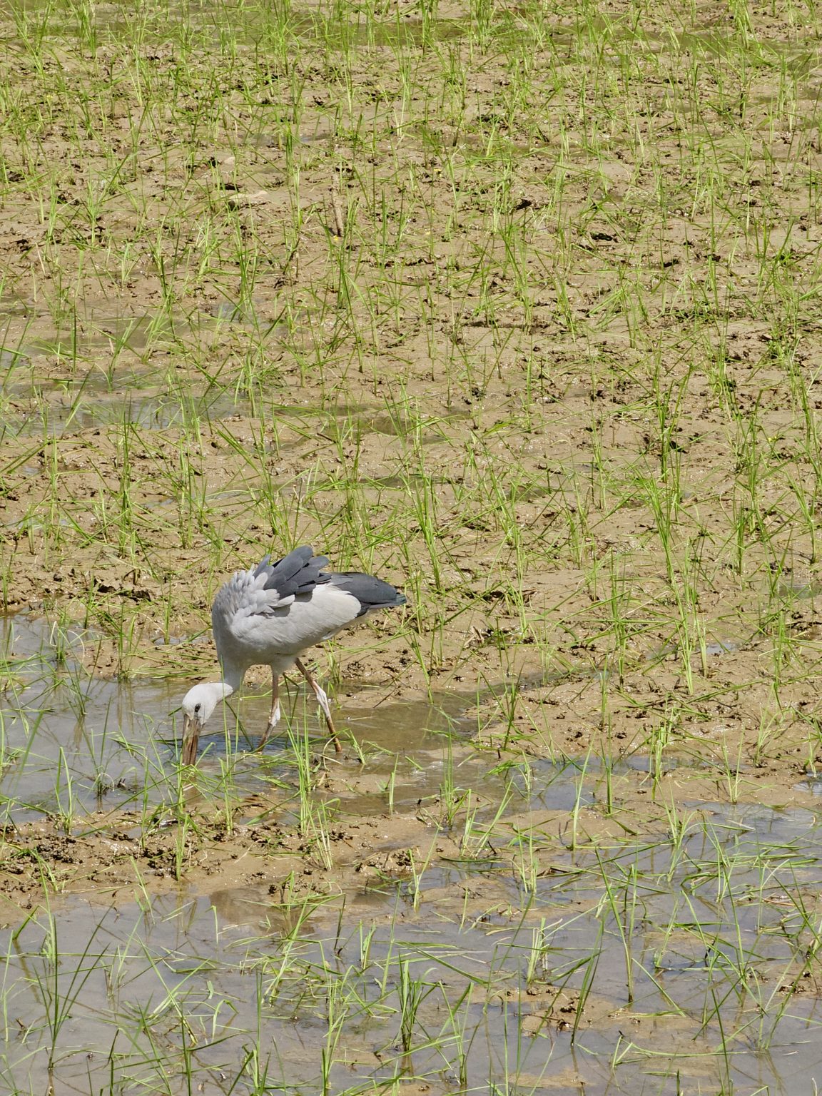 An Asian openbill stork searches for food in a shallow, muddy wetland covered with young green grass. The natural habitat and feeding behavior are clearly visible. Location: Perumanna, Kozhikode, Kerala.