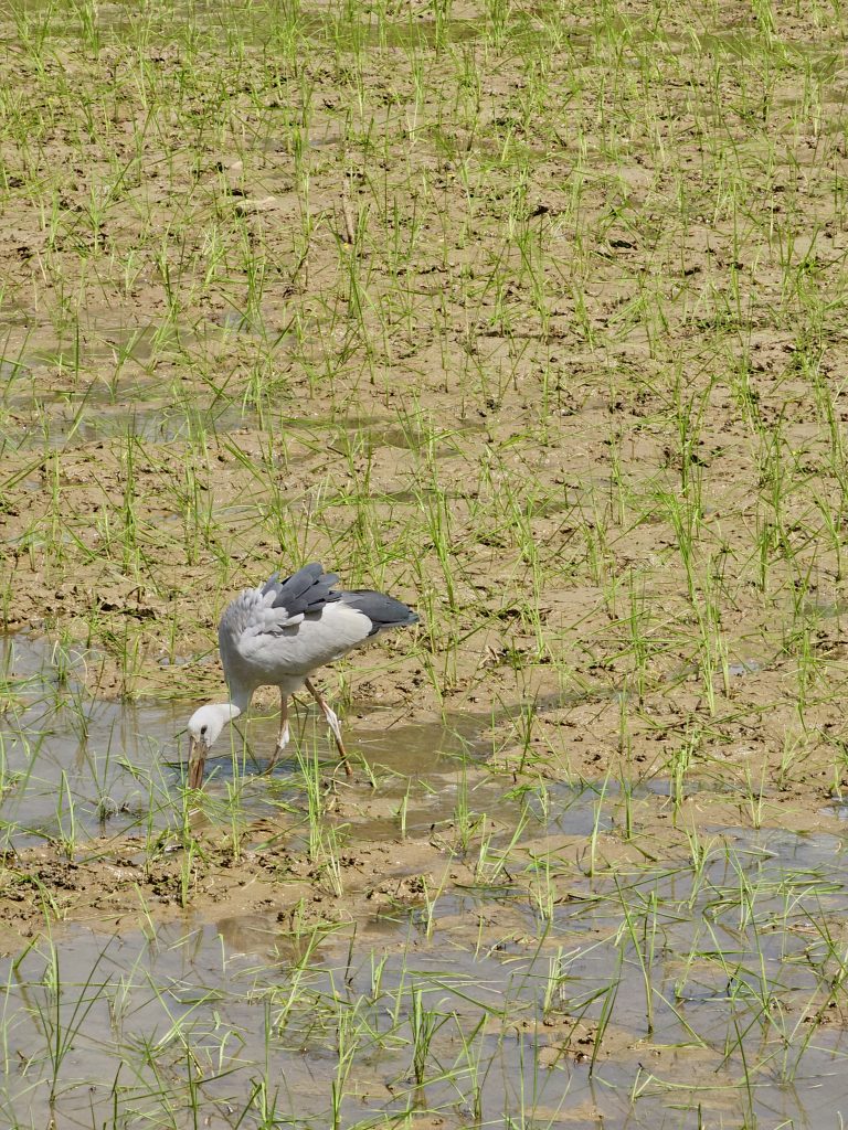 An Asian openbill stork searches for food in a shallow, muddy wetland covered with young green grass. The natural habitat and feeding behavior are clearly visible. Location: Perumanna, Kozhikode, Kerala.