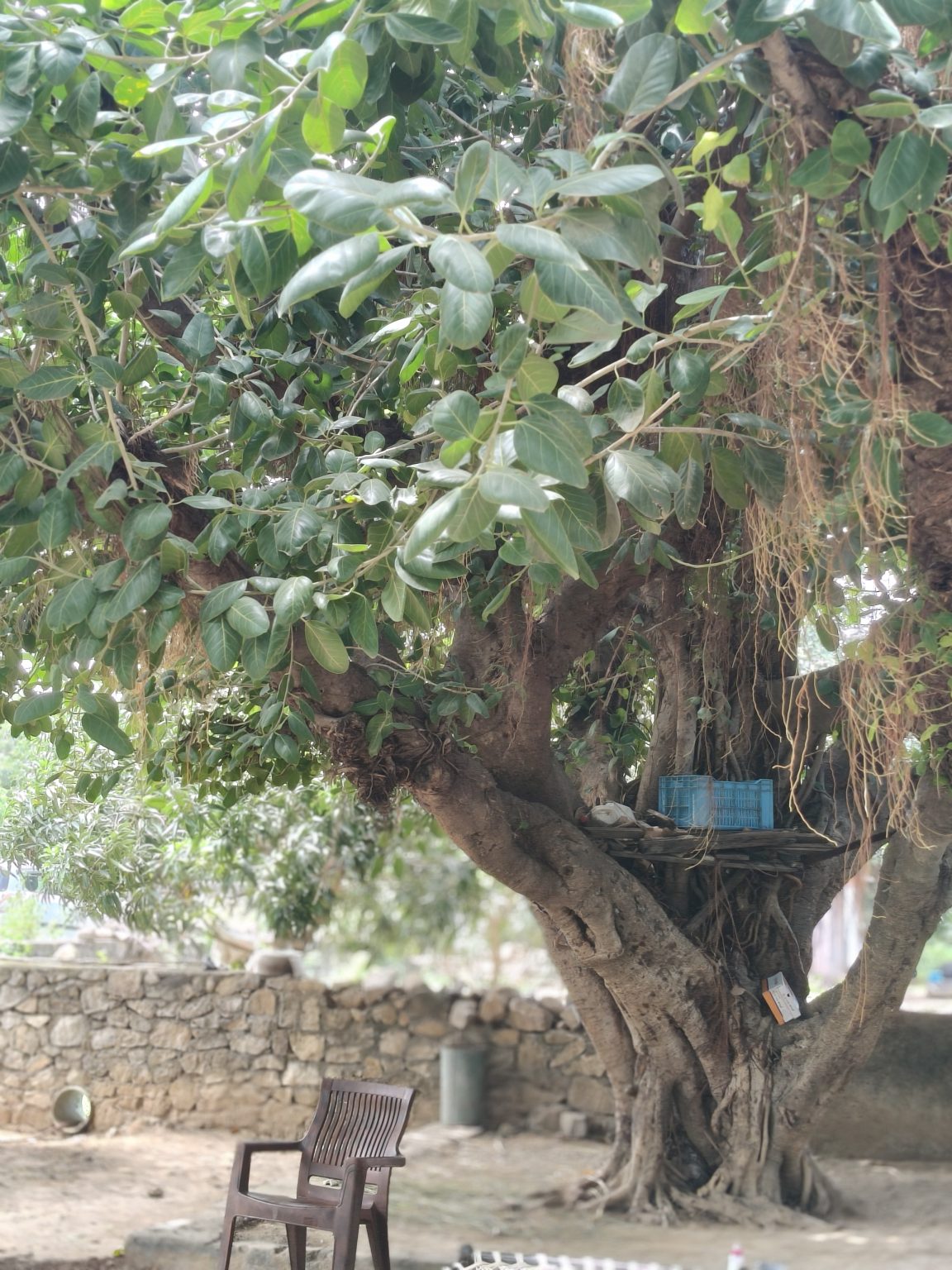 Large old tree with thick branches and dense green leaves, with a chair beneath it and a low stone wall in the background.