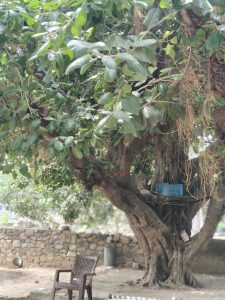 Large old tree with thick branches and dense green leaves, with a chair beneath it and a low stone wall in the background.