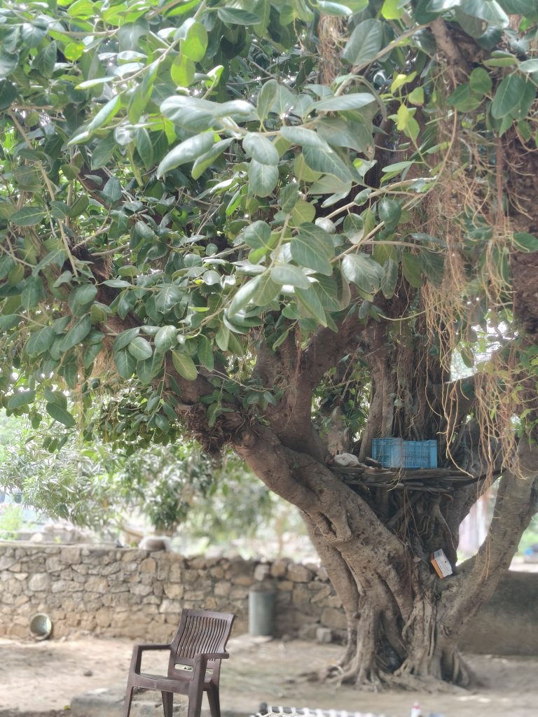 Large old tree with thick branches and dense green leaves, with a chair beneath it and a low stone wall in the background.