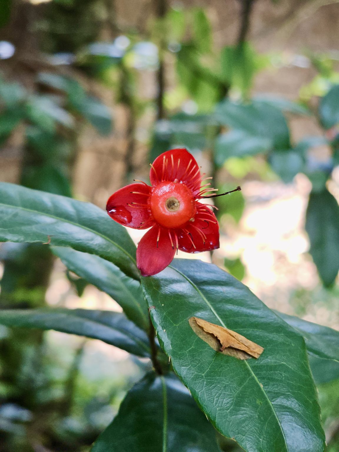 A striking red flower of the Mickey Mouse plant (Ochna serrulata) with prominent stamens grows above a glossy green leaf. The unusual structure and vivid red color make the subject stand out against the softly blurred garden background. Location: Ayamkudy, Kottayam, Kerala.