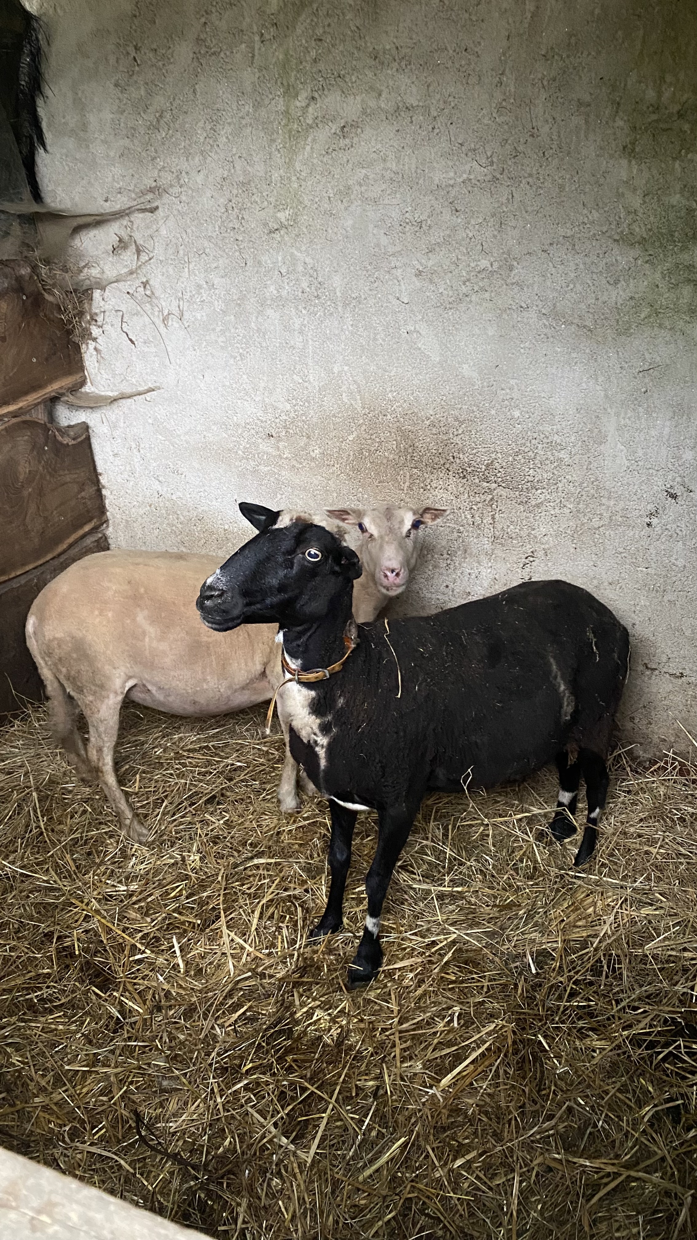 Black sheep standing with two light-colored sheep on scattered hay inside a barn with rough concrete walls.