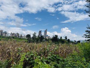 Wide rural landscape with tall dried corn stalks and green plants in the foreground, with modern buildings and a construction tower in the distance under a partly cloudy sky.