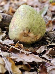 A green coconut resting among dry fallen leaves on the forest floor, with its textured surface and natural surroundings clearly visible. Location: Ayamkudy, Kottayam, Kerala.