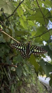 A black butterfly with striking pale green markings resting on a leafy branch in the forest.