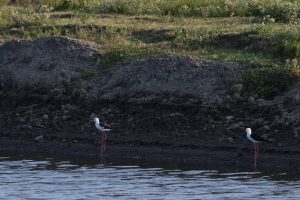 Two black-winged stilts stand gracefully on a muddy bank beside a calm body of water. The birds’ long, slender legs are perfectly positioned for wading.