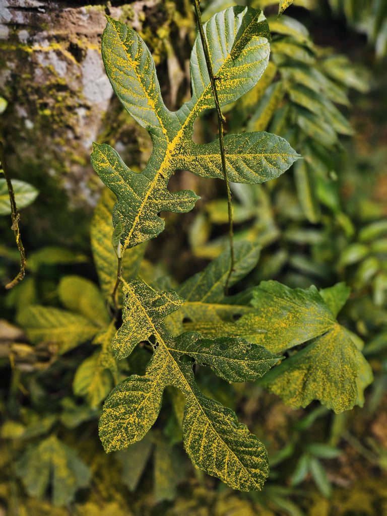 Distinctive lobed green leaves marked with intricate yellow patterns, surrounded by lush vegetation and a moss-covered tree trunk. Location: Ayamkudy, Kottayam, Kerala.