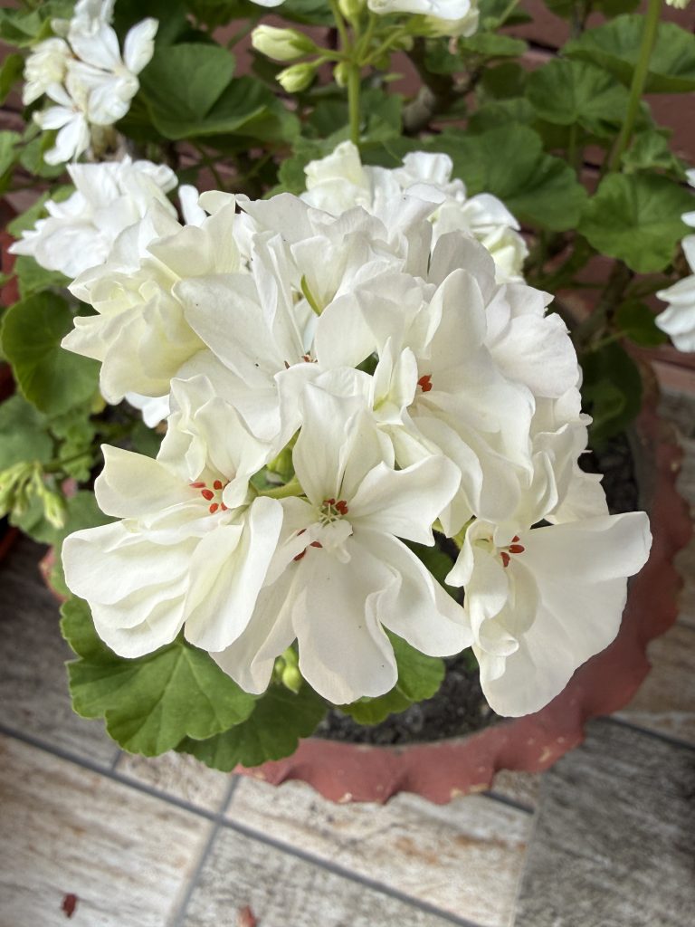 A close-up view of a cluster of white flowers with delicate, ruffled petals, surrounded by dark green leaves.