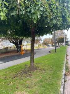 A lush green tree beside a park pathway, with bright orange playground equipment, benches, and open grassy areas in the background.