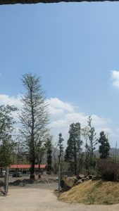Gravel pathway leading through a grassy area with tall green trees, a rocky slope, and a red-roofed building in the distance, with mountains under a blue sky.
