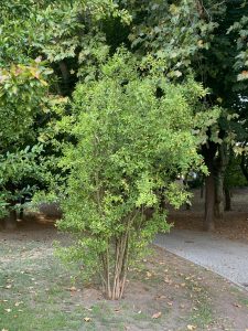A small, lush green shrub stands prominently in a park setting. Its leaves are bright and vibrant, with a mix of rounded and pointed shapes. 
