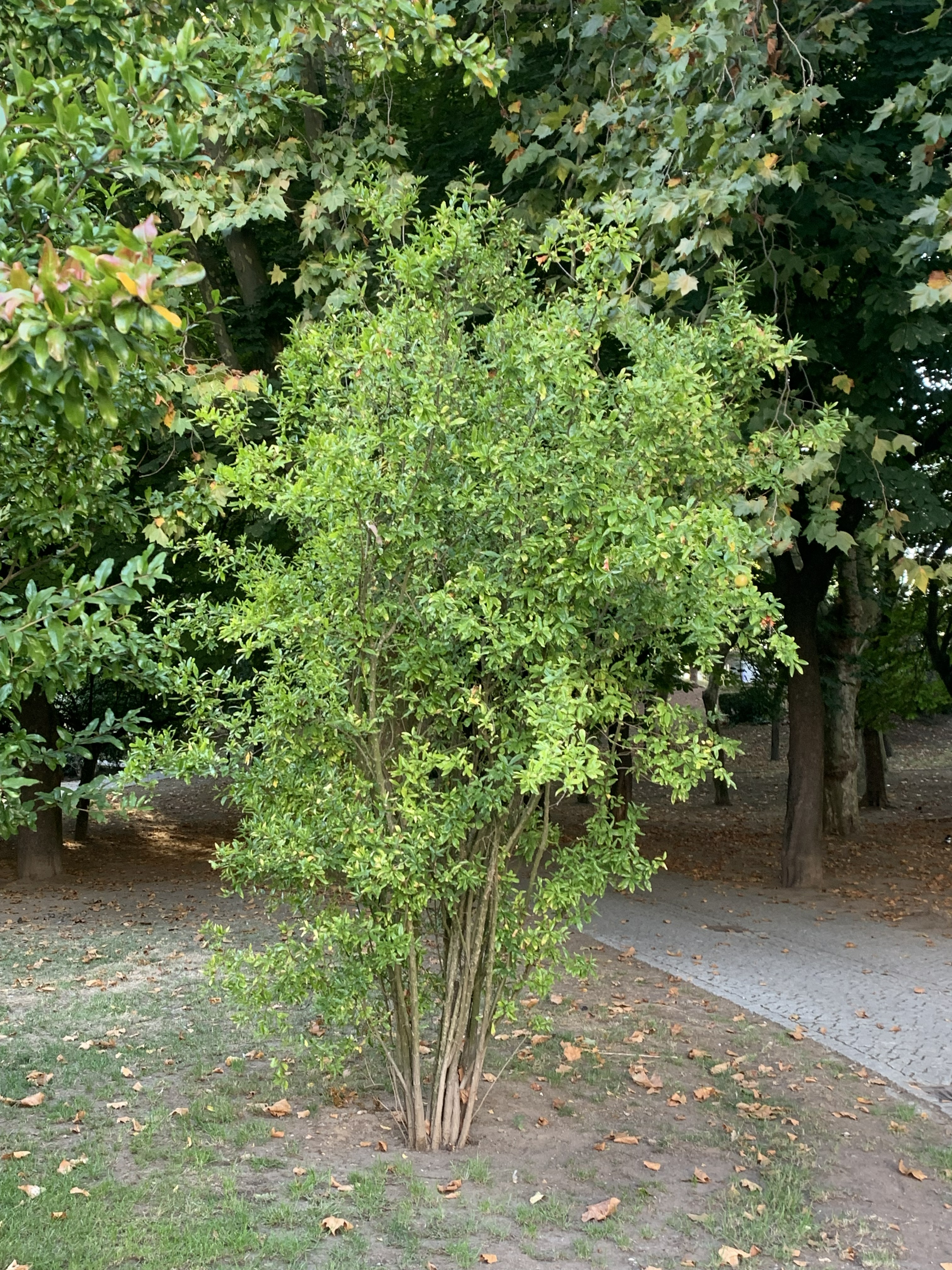 A small, lush green shrub stands prominently in a park setting. Its leaves are bright and vibrant, with a mix of rounded and pointed shapes.