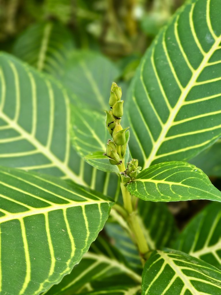 A close-up of young green flower buds surrounded by large leaves with prominent yellow-green veins. The shallow depth of field highlights the developing inflorescence. Location: Ayamkudy, Kottayam, Kerala.
