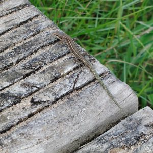 Gray-brown lizard with a long, thin tail resting on a weathered wooden surface, with blurred green vegetation in the background.