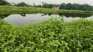 A wide landscape view of wild green bushes and small white flowers growing on the bank of a calm reflective pond surrounded by distant green trees.