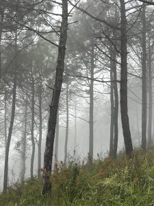 A misty forest scene, featuring tall, slender tree trunks that rise through a thick fog. 

