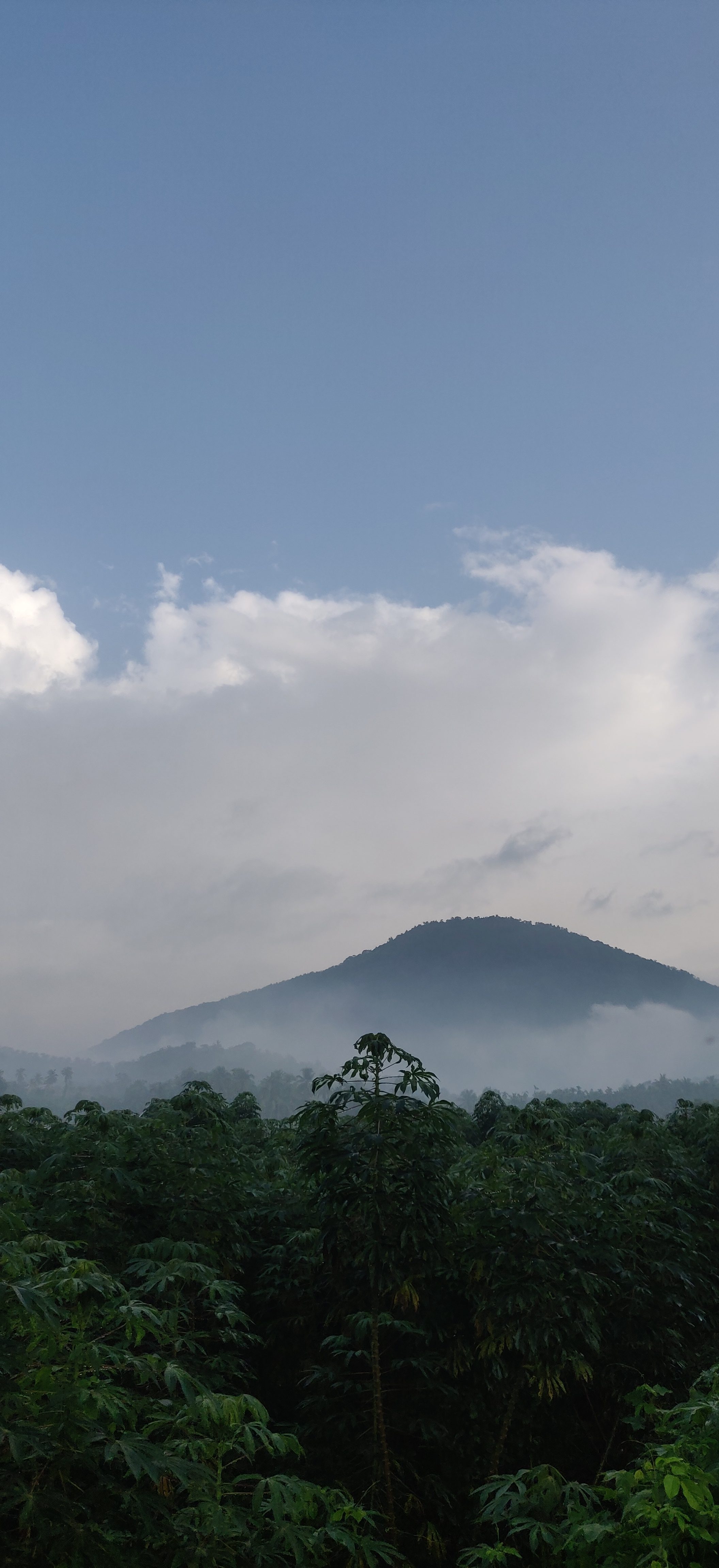 A serene morning view featuring a lush field of green tapioca plants in the foreground, with a misty mountain peak silhouetted against a soft blue sky with light clouds.