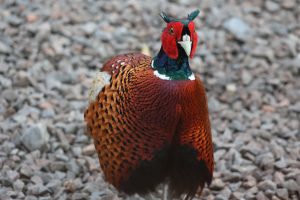 Male Pheasant walking on gravel.