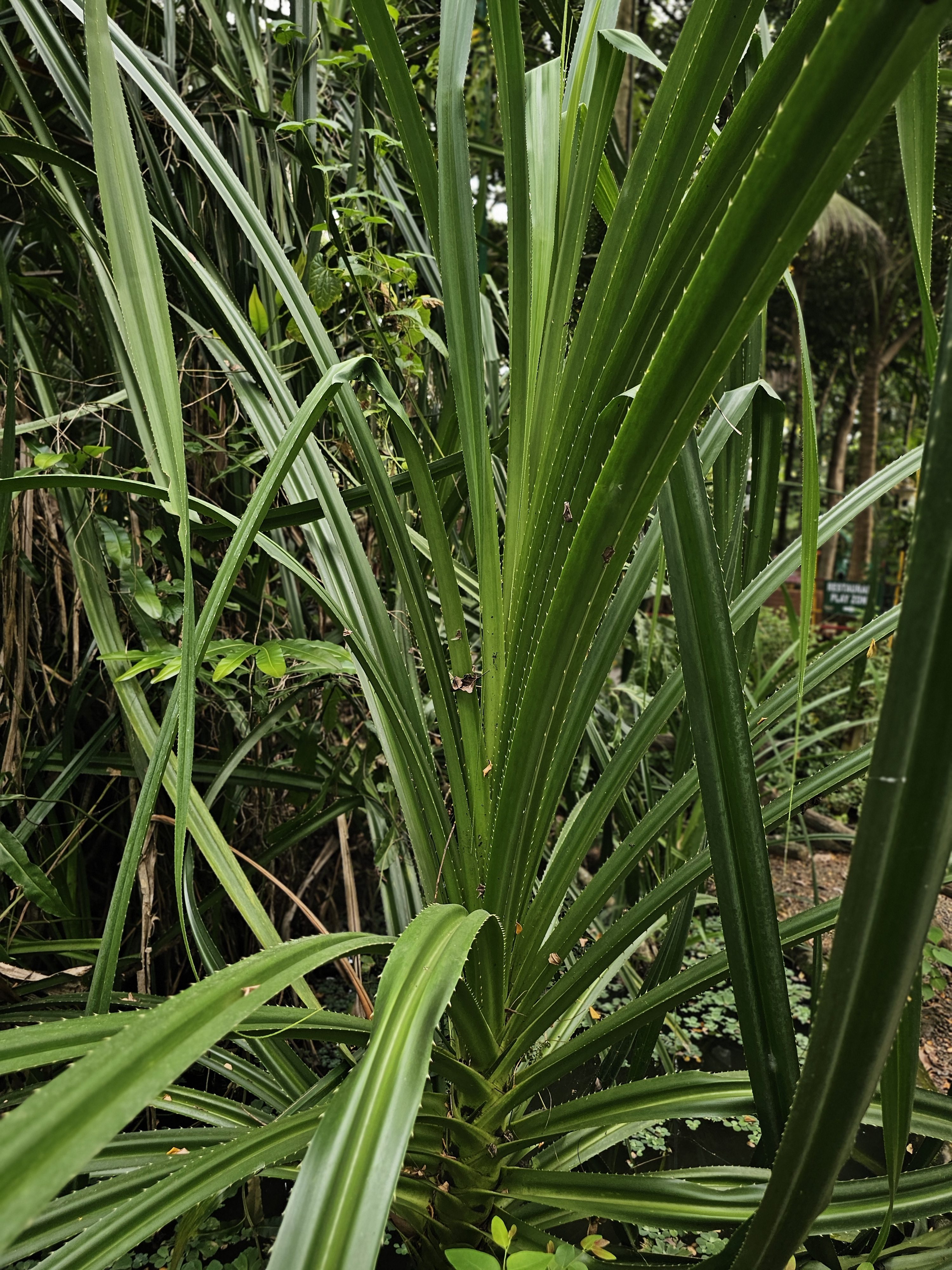 Tall, strap-like green leaves of Pandanus odorifer (commonly known as fragrant screw-pine) grow densely in a tropical garden, creating an interesting pattern of overlapping shapes and textures. The surrounding vegetation adds natural context. Location: Ayamkudy, Kottayam, Kerala.