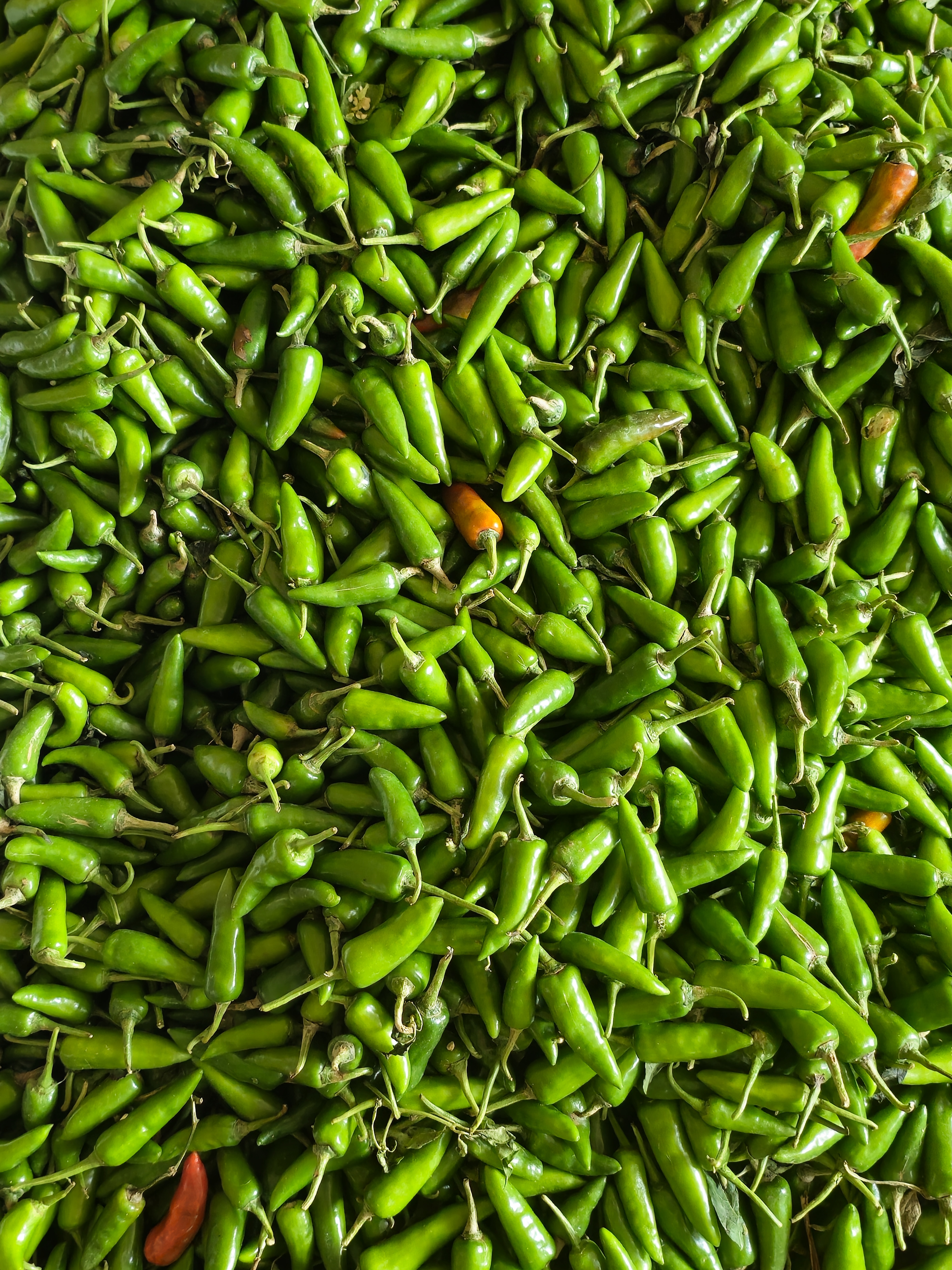 A large collection of small green chilies arranged closely together, with a few orange and red chilies adding color contrast. The overhead composition creates an interesting natural texture. Location: Poovattuparamba, Kozhikode, Kerala.