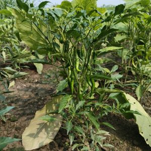 A vibrant green chili pepper plant is featured prominently, with several long, slender chili peppers hanging among the dark green leaves. 
