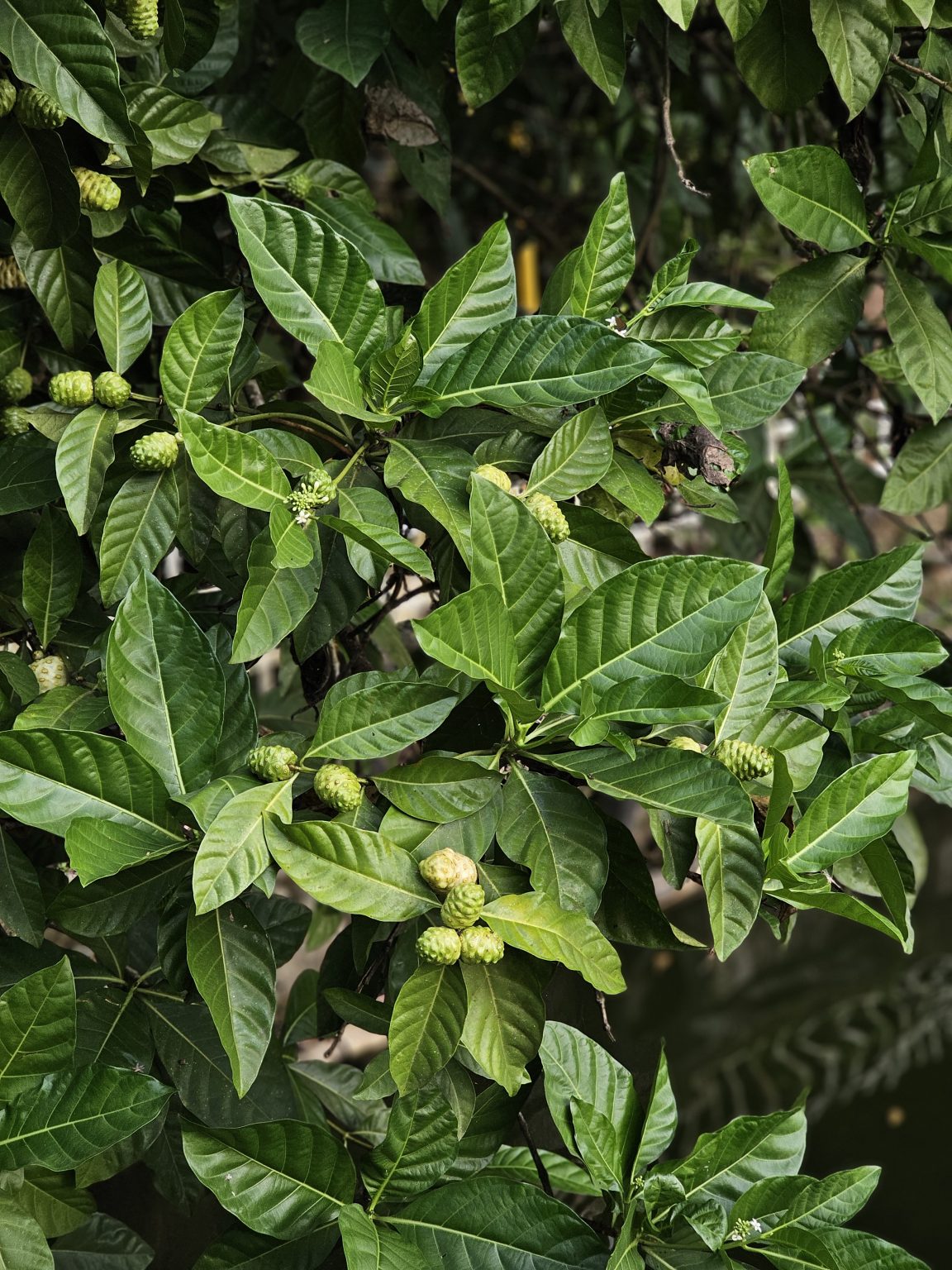 A lush green noni plant (Morinda citrifolia) displays clusters of small, rounded fruits or flower heads among glossy leaves, creating a detailed natural botanical composition. Location: Ayamkudy, Kottayam, Kerala.