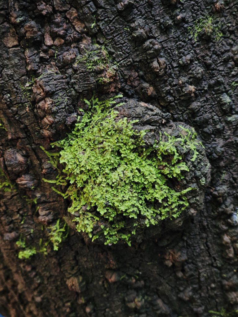 A bright patch of green moss grows from the deeply textured bark of a tree. The vivid moss against the dark, rugged bark creates an appealing contrast and highlights the beauty of small natural details. Location: Ayamkudy, Kottayam, Kerala.