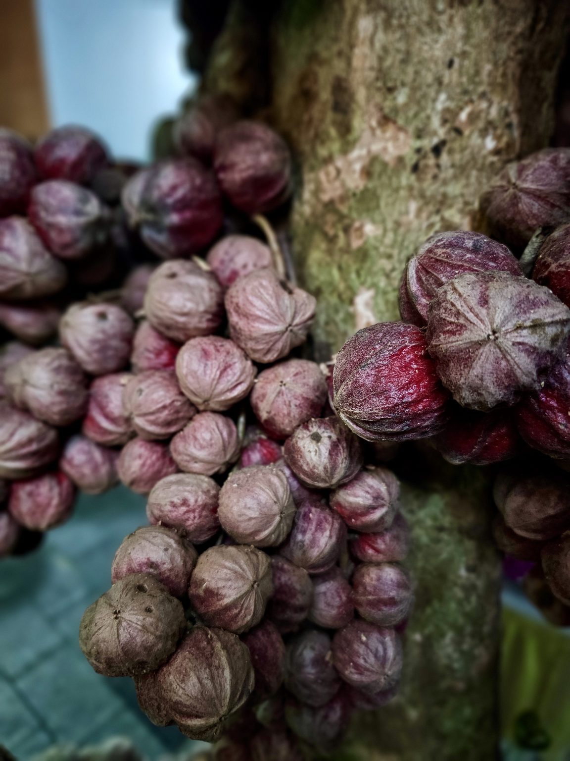 Clusters of small, reddish-purple fruits (Tiger Grape/Crimson Kadsura) grow directly from a tree's trunk. The close-up composition highlights their unusual growth pattern, colors, and textures against a softly blurred background. Location: Edakkoli, Kottayam, Kerala.