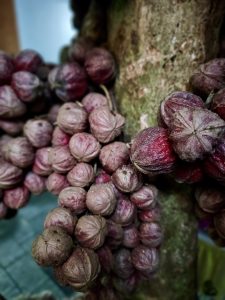 Clusters of small, reddish-purple fruits (Tiger Grape/Crimson Kadsura) grow directly from a tree's trunk. The close-up composition highlights their unusual growth pattern, colors, and textures against a softly blurred background. Location: Edakkoli, Kottayam, Kerala. 