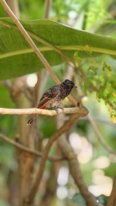 A small brown bird perched on a thin branch beneath a large green leaf, surrounded by soft, blurred greenery.

