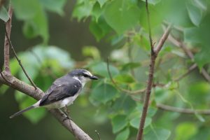 A small Swinhoe's Minivet perches on a branch against lush green foliage. They are small gray-brown minivet. Male has bright white face with a dark gray nape and a slender line through the eye. Female has a less contrasting facial pattern. Both sexes are gray above and buffy brownish-white below.
