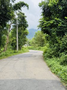 
A narrow, winding road stretches through a lush, green landscape. On each side, tall trees with dense foliage provide a vibrant backdrop, while patches of wild greenery line the edges of the road.