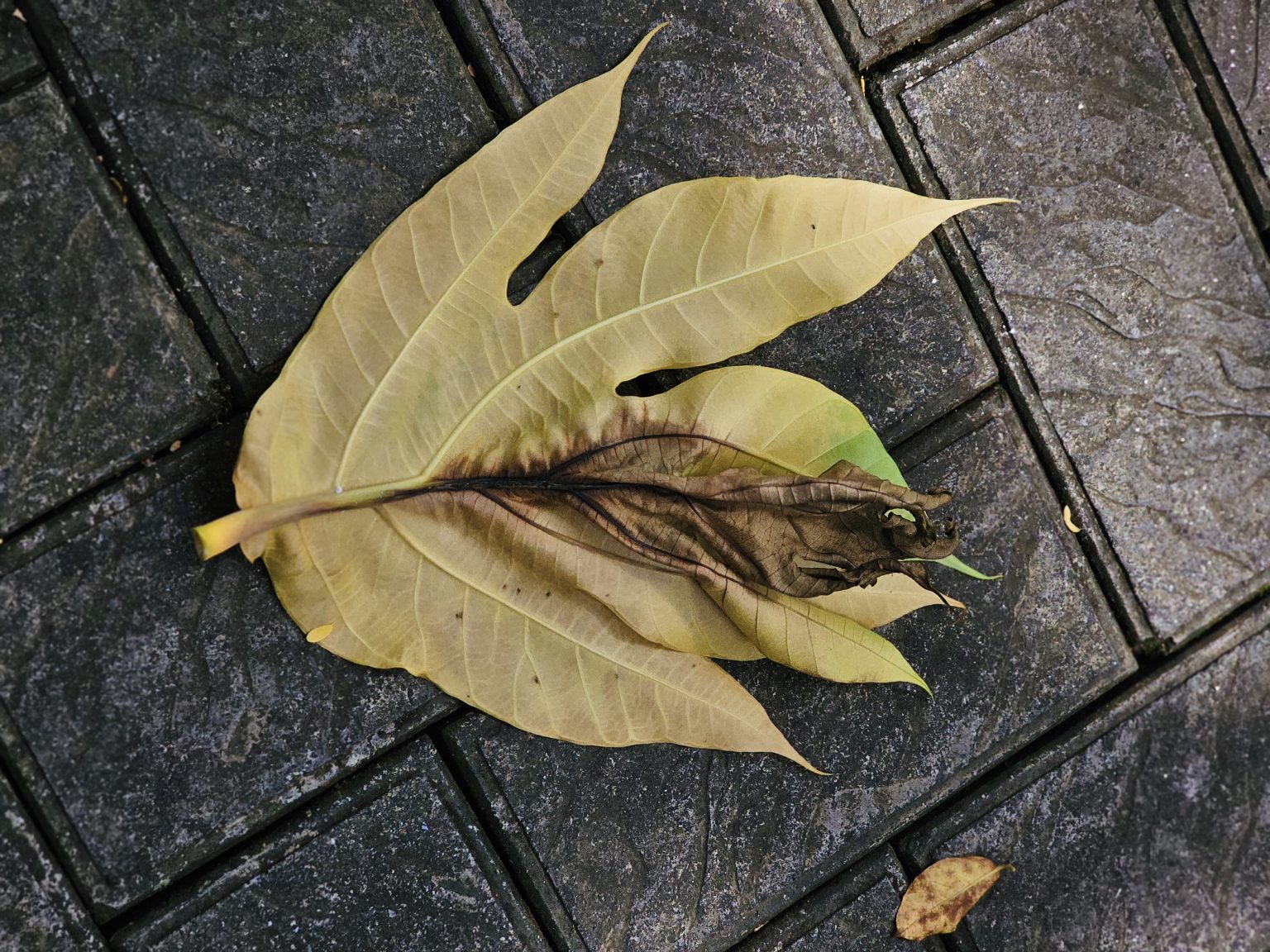 Fallen dry leaves are arranged naturally on a dark paved surface, creating an interesting study of leaf shapes, veins, textures, and earthy tones. Location: Ayamkudy, Kottayam, Kerala.