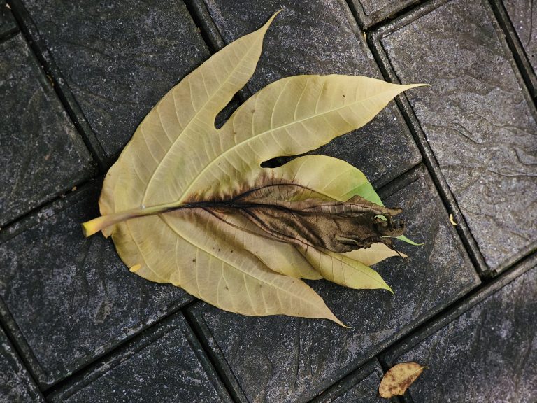 Fallen dry leaves are arranged naturally on a dark paved surface, creating an interesting study of leaf shapes, veins, textures, and earthy tones. Location: Ayamkudy, Kottayam, Kerala.