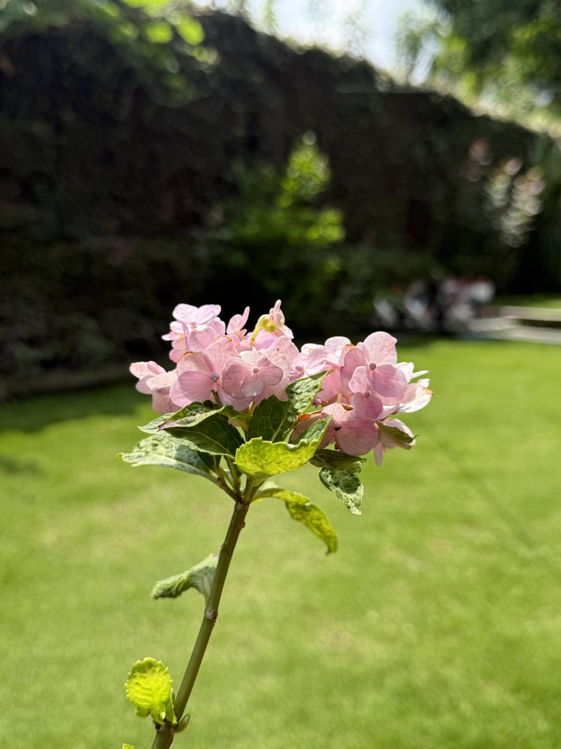 A delicate flower cluster with soft pink petals is prominently displayed in the foreground.