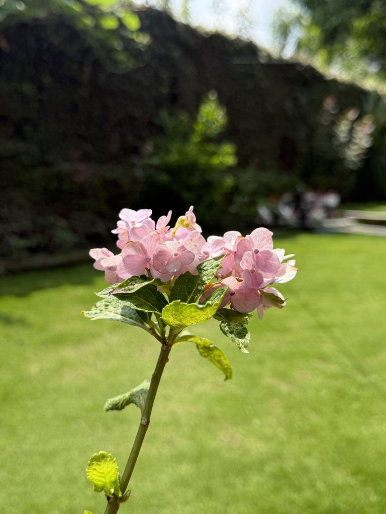 A delicate flower cluster with soft pink petals is prominently displayed in the foreground.