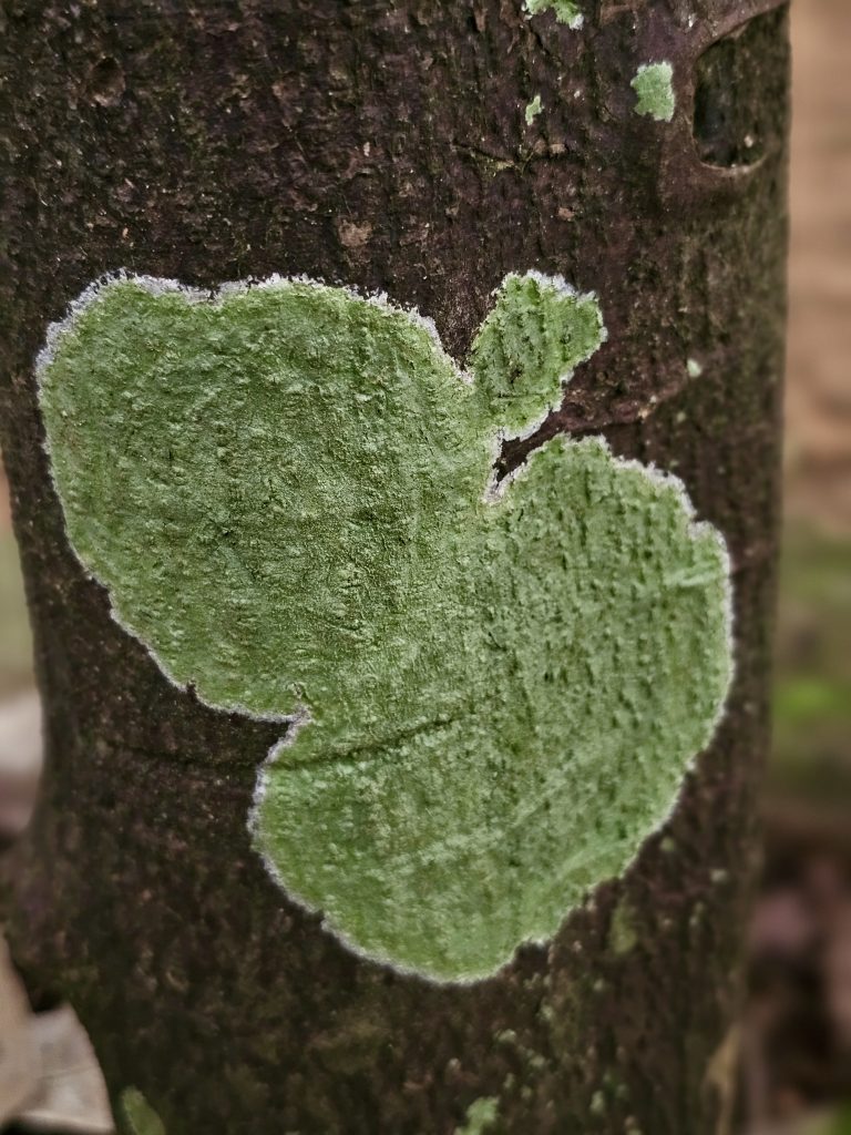 A close-up of pale green lichen growing naturally on dark tree bark. The contrasting colors, irregular shapes, and soft background make this an interesting study of natural textures. Location: Ayamkudy, Kottayam district, Kerala.
