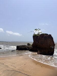 A large rock formation with a small tree growing on top sits on a sandy beach as waves roll in under a clear blue sky. Location : Siridao Beach in Goa, India