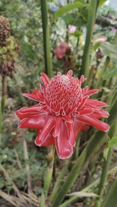 Pink Torch Ginger flowers in bloom.