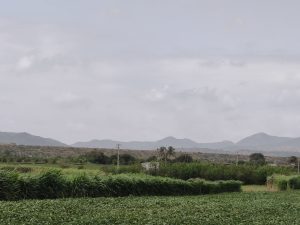 Lush green fields with tall grass and crops, rolling hills in the background, and power lines under an overcast sky.