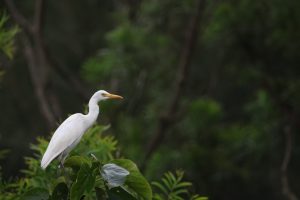 A cattle egret perched on a leafy branch against a blurred forested background.