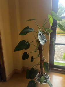 A lush indoor Philodendron potted plant trained up a moss pole, positioned next to a tall window in a brightly lit room.