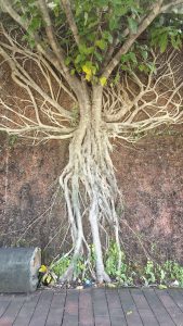Large tree with numerous roots sprawling down a textured brown wall, with green leaves at top and a footpath below.
