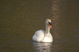 Front view of a white mute swan floating peacefully on calm, rippling lake water illuminated by warm sunlight.
