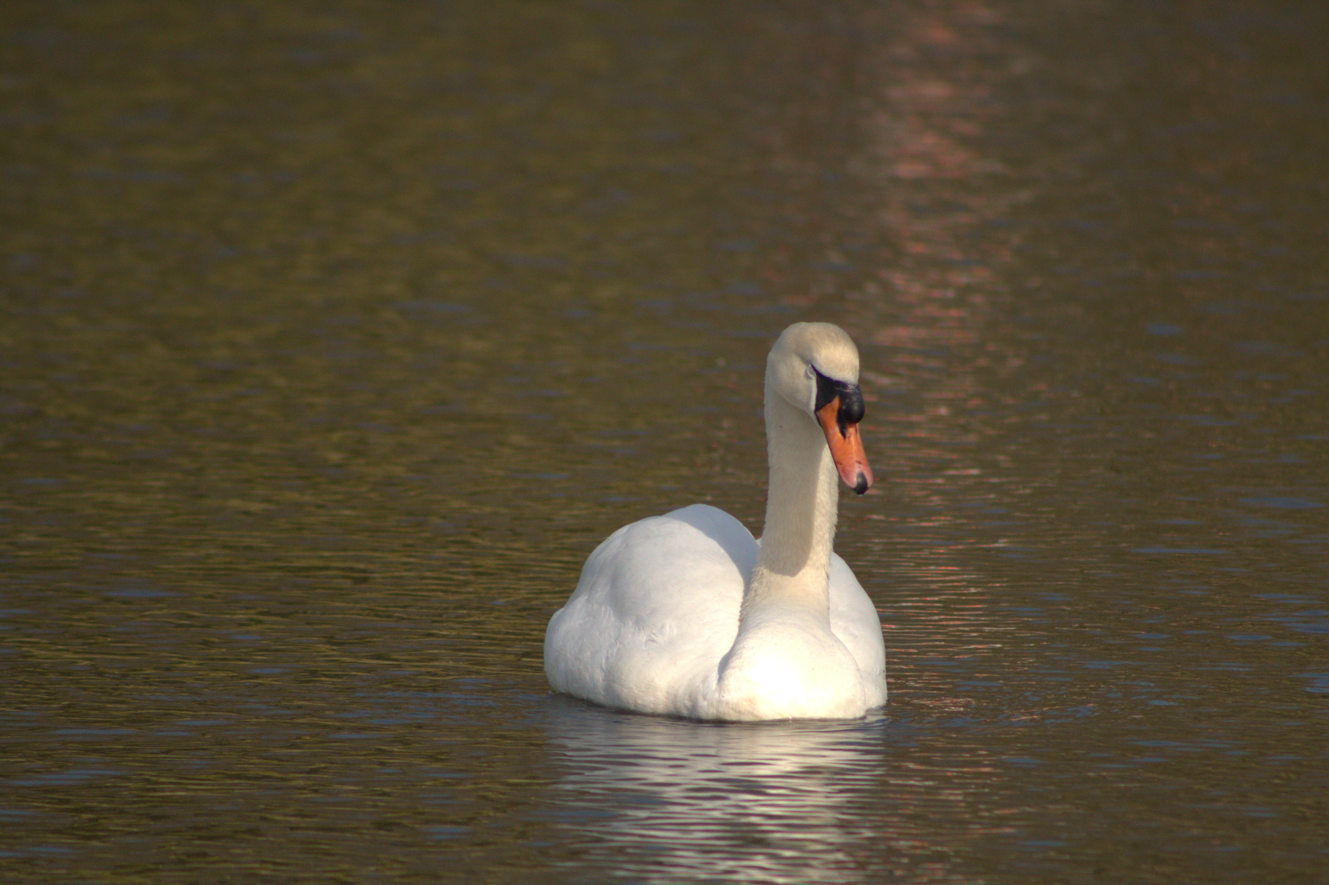 Front view of a white mute swan floating peacefully on calm, rippling lake water illuminated by warm sunlight.