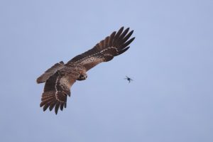 A black kite is captured mid-flight against a pale blue sky. The bird’s wings are fully extended, showcasing detailed brown and white patterns on its feathers. It is hunting a small insect.