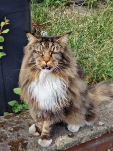 Frontal portrait of a fluffy, long-haired tabby cat with a prominent chest mane sitting outdoors on a brick and stone ledge.