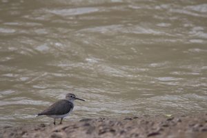 A Common Sandpiper standing on a muddy riverbank.
